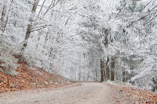 The Beauty of Silence 4