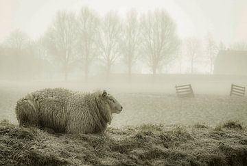 Schaap op een dijk voor een weiland van Dirk van Egmond