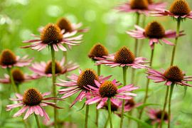 Echinacea (Zonnehoed)