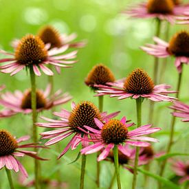 Echinacea flower by noeky1980 photography