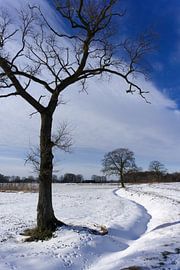 Baum im Schnee von Folkert Jan Wijnstra