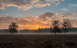 Mystiek Maashorst von Boris de Weijer