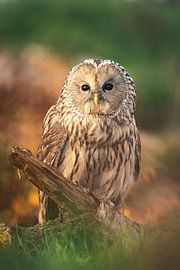 Chouette effraie sur un tronc d'arbre sur Durk-jan Veenstra