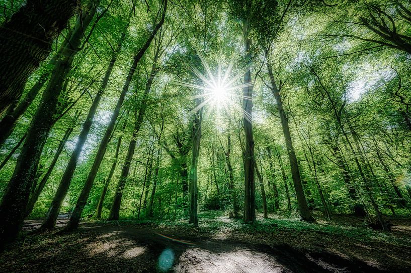 Rayons de soleil rêveurs dans la forêt par René van der Horst