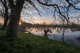 Saules de Pollard sur le Notendijk à Beesd sur Moetwil en van Dijk - Fotografie