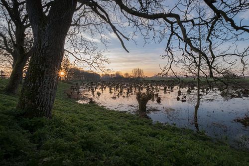 Knotwilgen aan de Notendijk in Beesd