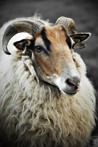 Indrukwekkend close up portret van een Drents Heideschaap van Wildlife Designs