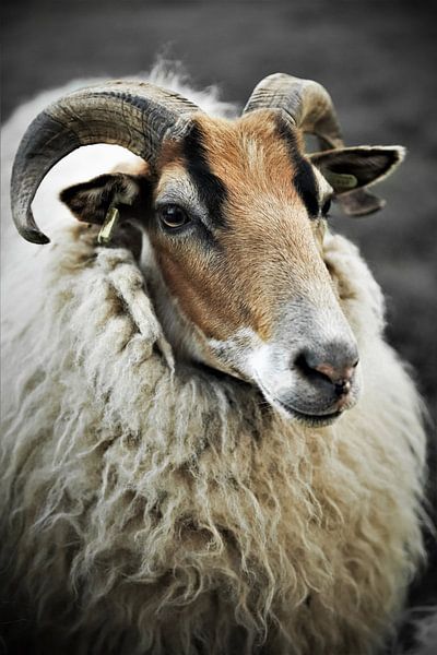 Impressive close-up portrait of a Drents Heideschaap by Wildlife Designs