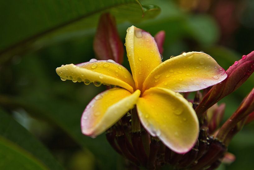 Frangipani bloem van Anja B. Schäfer