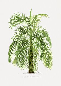Palmplant | Phoenix Reclinata van Peter Balan