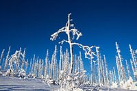 Winter in the Bohemian Forest