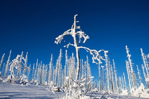 De winter in het Boheemse Woud