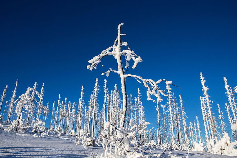Winter im Böhmerwald von Rudolf Brandstätter