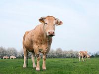 blonde d'aquitaine cows in spring landscape with blossoming trees near utrecht in the netherlands
