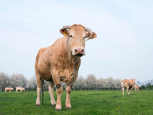 blonde d'aquitaine cows in spring landscape with blossoming trees near utrecht in the netherlands