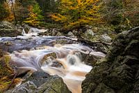 Herbstfarben in den Ardennen