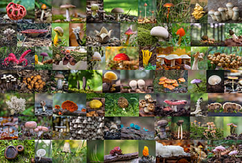 Wunderschöne Pilzcollage, bei der kein Pilz dem anderen gleicht