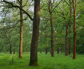 Trees in Dwingelderveld – Drenthe (Netherlands) by Marcel Kerdijk