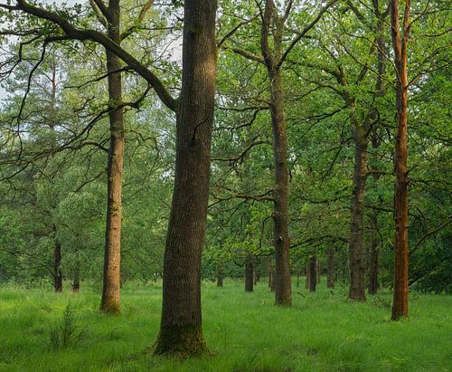 Arbres de Dwingelderveld - Drenthe (Pays-Bas)
