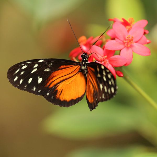 Vlinder hangt aan een bloem (vierkant) van Fotografie Jeronimo