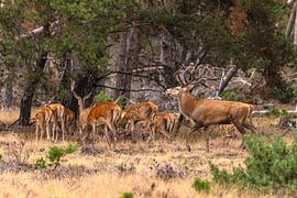 Red deer on the Hoge Veluwe, Netherlands