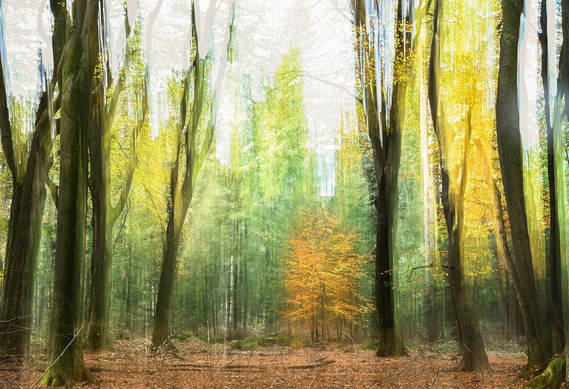 Speulderbos part 4 van Tania Perneel