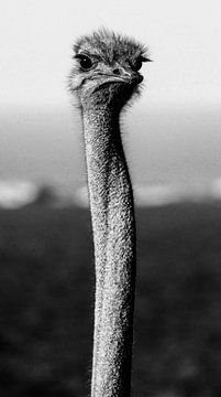 Struisvogel hoofd in zwart en wit van Marit van de Klok