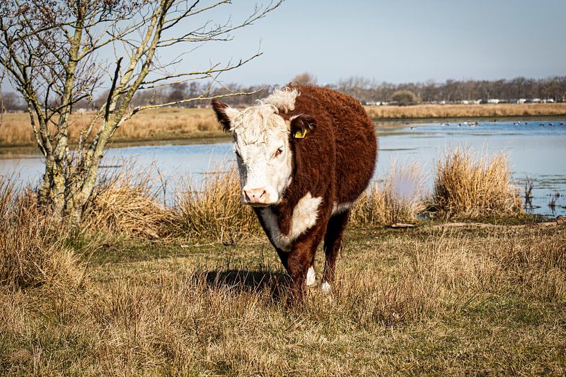 Hereford beef in a nature park by picsbyronenvief