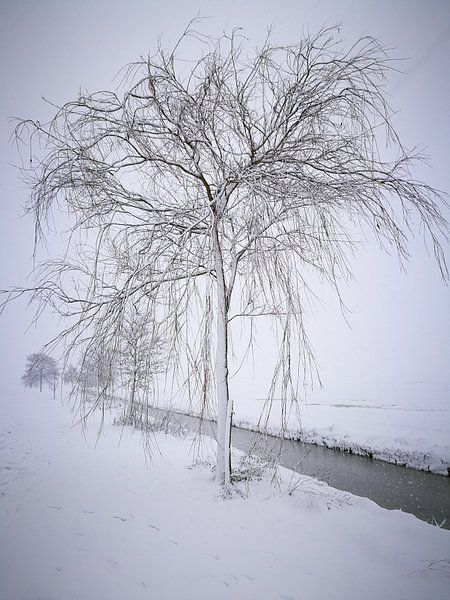 Winter in the parc 4 / Winter in het park 4 van Malec Gebrek