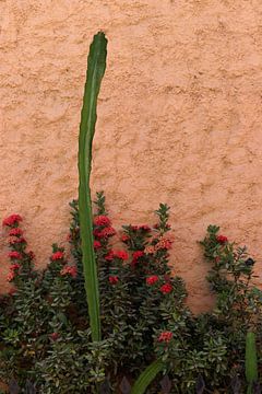 Kleurrijk en botanisch | Cactus | Puerto Escondido | Mexico van Kimberley Helmendag