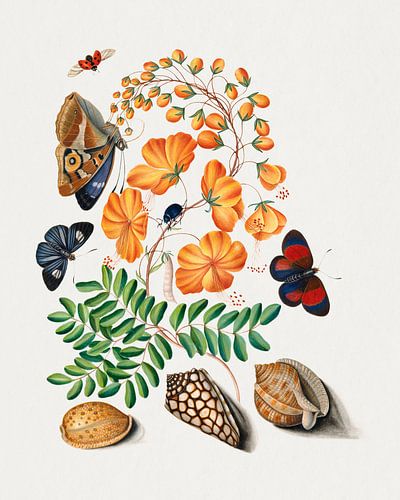 Caesalpinoid peulvrucht, Blackburn's Earth Boring Beetle, Seven-Spotted Ladybird Beetle, Purple Empe