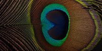 A panorama of a peacock feather by Marjolijn van den Berg thumbnail