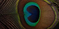 A panorama of a peacock feather