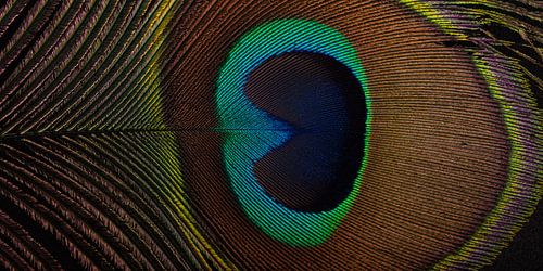 Een panorama van een pauwenveer van Marjolijn van den Berg