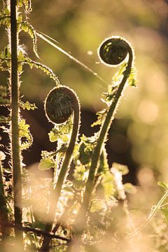New unfurling bracken fronds in spring by Imladris Images