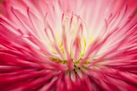 Roze madeliefje (Bellis perennis) van Tamara Witjes thumbnail