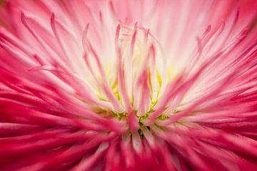 Roze madeliefje (Bellis perennis) von Tamara Witjes
