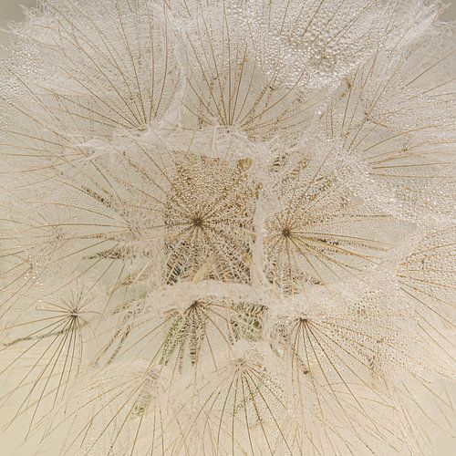 Close-up van een morgenster met kleine waterdruppeltjes aan de pluisjes