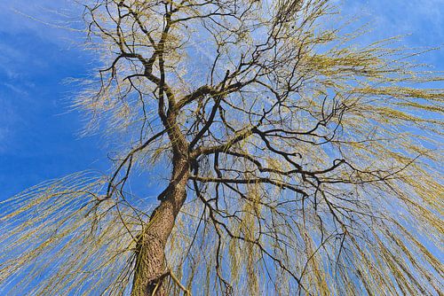 De poëtische elegantie van de treurwilg in de lente