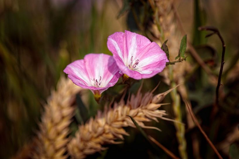 Field lime by Rob Boon