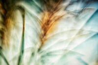 Herbe décorative abstraite en contre-jour