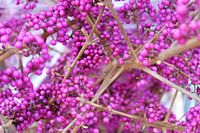 Beautiful fruit (love beads)