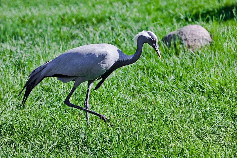 demoiselle crane on green grass is graceful bird saturated colors green and bluishCrowned crane by Michael Semenov