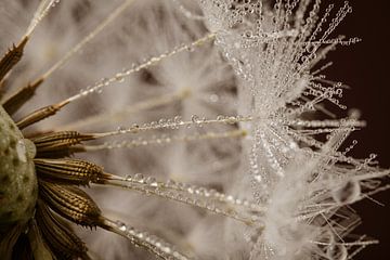 Rural ambience: Droplets sparkle in the light on dandelion fluff by Marjolijn van den Berg
