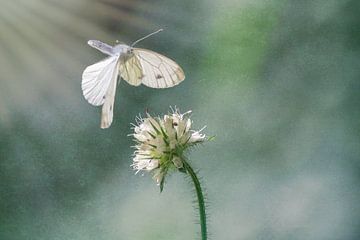 De vlinder en de bloem van Digital Art Studio