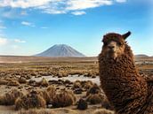 Alpaka mit Vulkan Misti von Ryan FKJ Miniaturansicht