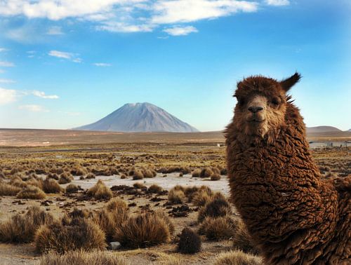 Alpaca avec le volcan Misti