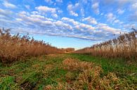 Perspectief op een typisch Nederlands landschap met gras, riet, blauwe lucht met wolkjes van Photo Henk van Dijk thumbnail