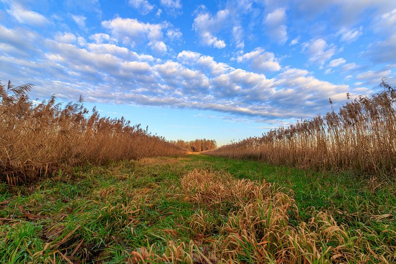 Perspectief op een typisch Nederlands landschap met gras, riet, blauwe lucht met wolkjes van Photo Henk van Dijk