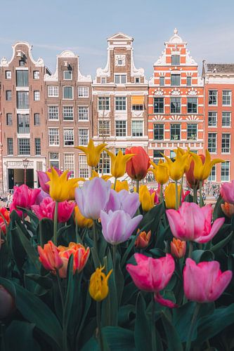 Tulpen und Grachtenhäuser in Amsterdam